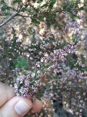 Polycodon