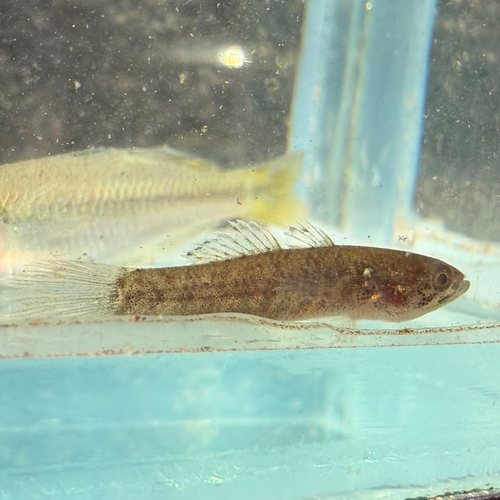 Poreless gudgeon (Oxyeleotris nullipora) — Eleotridae