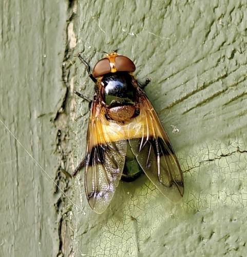 Pellucid Hover Fly