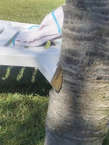 Palm Moth