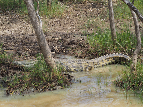 Nile crocodile