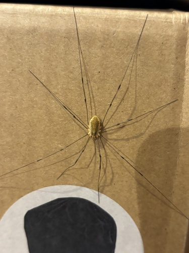 Canestrini's Harvestman