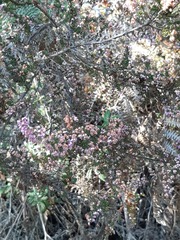 Polycodon