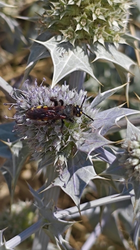 Six-spotted Scoliid Wasp