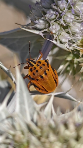 Cretan Semipunctated Shield Bug