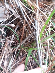 Spiranthes sylvatica