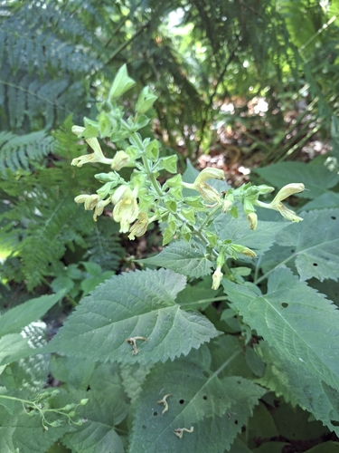 Sticky Sage