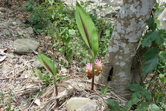 Curcuma