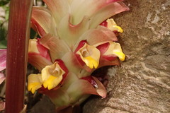 Curcuma
