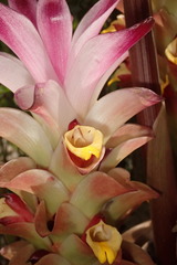 Curcuma