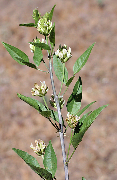 Rupertia rigida