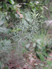 Artemisia alba