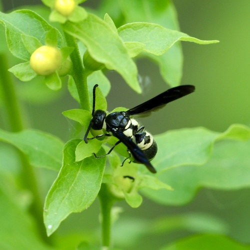 Pseudodynerus quadrisectus photo 6