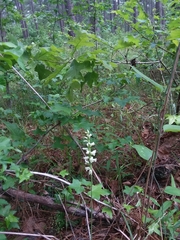 Spiranthes sylvatica
