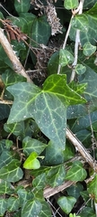 Hedera hibernica
