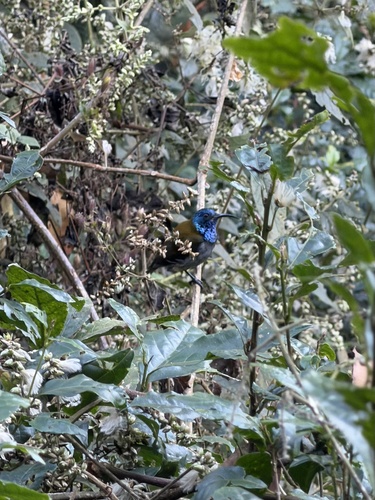 Blue-headed Sunbird