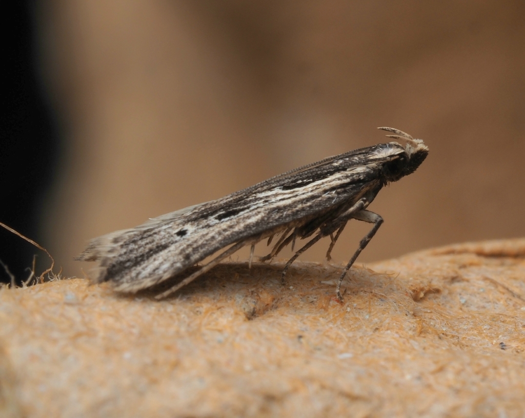 Wainscot Neb