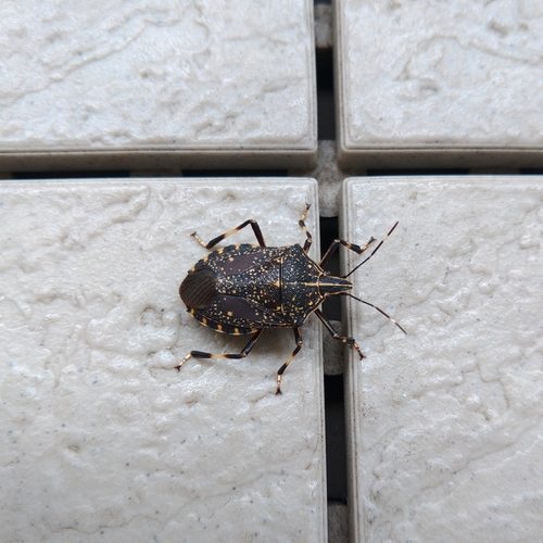 Yellow-spotted Stink Bug