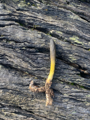 Drechmeria gunnii