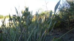 Strelitzia juncea