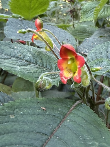 Impatiens gesneroidea