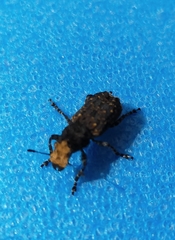 Platyrhinus resinosus