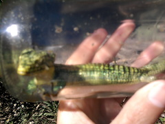 Abronia graminea
