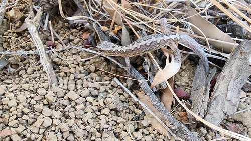 Queensland zigzag gecko