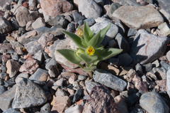 Mohavea breviflora