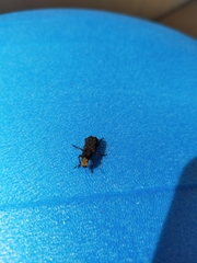 Platyrhinus resinosus