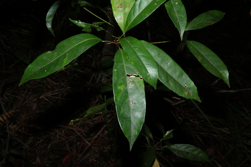 Elaeocarpus eumundi