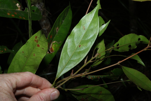 Elaeocarpus eumundi, photograph 1