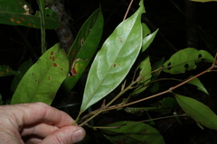 Elaeocarpus eumundi, photograph (c) Greg Tasney, some rights reserved (CC BY-SA)