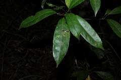 Elaeocarpus eumundi, photograph (c) Greg Tasney, some rights reserved (CC BY-SA)