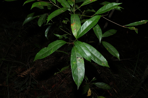 Elaeocarpus eumundi, photograph 3