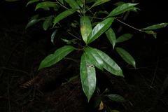 Elaeocarpus eumundi, photograph (c) Greg Tasney, some rights reserved (CC BY-SA)