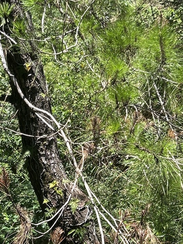 Pinus taiwanensis observed 2026-07-05