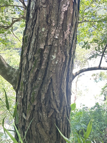 Pinus taiwanensis observed 2026-07-05