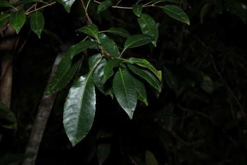 Schizomeria ovata, photograph 5
