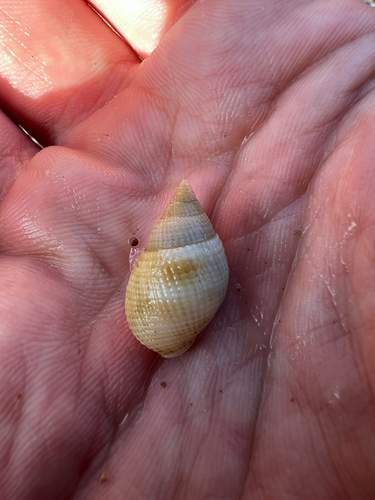 Nassarius concinnus observed 2026-07-05