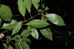 Schizomeria ovata, photograph (c) Greg Tasney, some rights reserved (CC BY-SA)