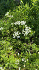 Anthriscus sylvestris