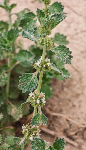 White Horehound