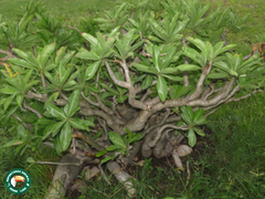 Adenium obesum