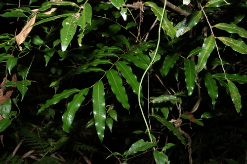 Mischarytera lautereriana, photograph 1