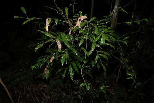 Mischarytera lautereriana, photograph 2
