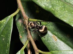 Polyrhachis wolfi