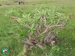 Adenium obesum