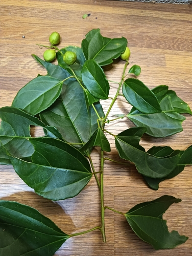 Croton tiglium observed 2026-07-05