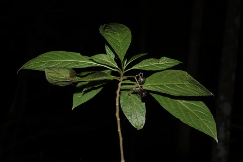 Abrophyllum ornans, photograph 1